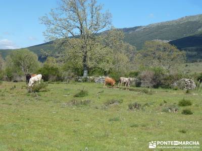 El pinar del Puerto de Navafría;excursiones desde madrid;cerezos en flor valle del jerte